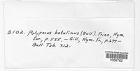 Fomitopsis betulina image